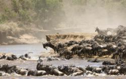 Wildebeests migrate across the Serengeti during the Great Migration